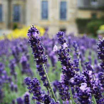 Lavande Hidcote