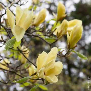 Magnolia jaune, Magnolia x ‘Yellow Lantern’