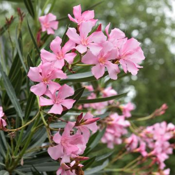 Laurier-rose ou Nerium oleander Magaly