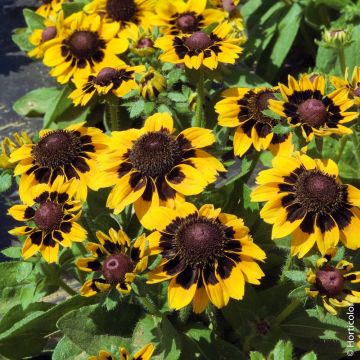 Rudbeckia nain Spotlight