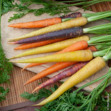 Carotte Mélange de Couleurs BIO