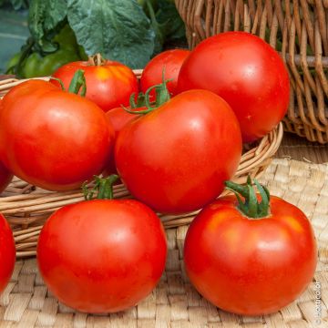 Tomate Dona Hybride F1