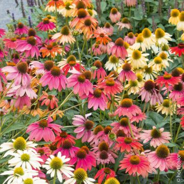 Rudbeckia Cheyenne Spirit