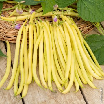 Haricot nain mangetout beurre Major BIO