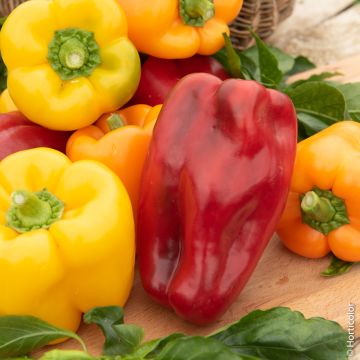 Poivron Mélange de couleurs BIO