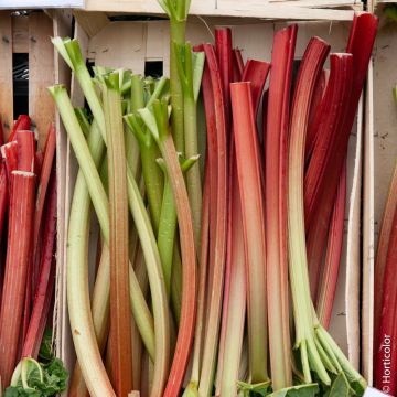 Plants et graines de légumes anciens ou oubliés : notre sélection