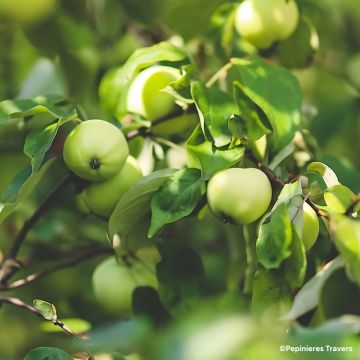 Pommier Nain de jardins® Pom'pousse