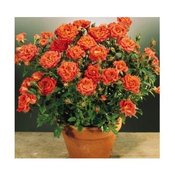 Rosier ORANGE SYMPHONIE ® Meininrut