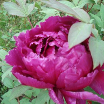 Pivoine arbustive ou Paeonia suffruticosa ‘Shikou’