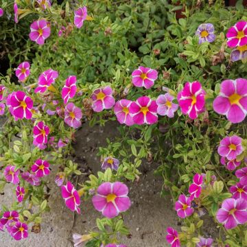 Calibrachoa SUPERBELLS ® Cherry Star