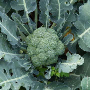 Chou Brocoli Calabrese Natalino BIO