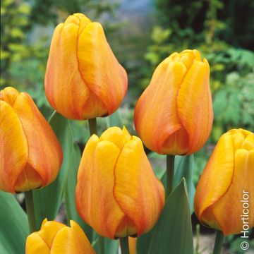 Tulipe Darwin Blushing Apeldoorn, bulbes de tulipes Meilland Richardier