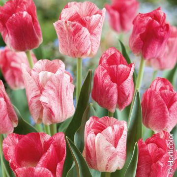 Tulipe Triomphe Hemisphere, bulbes de tulipes Meilland Richardier