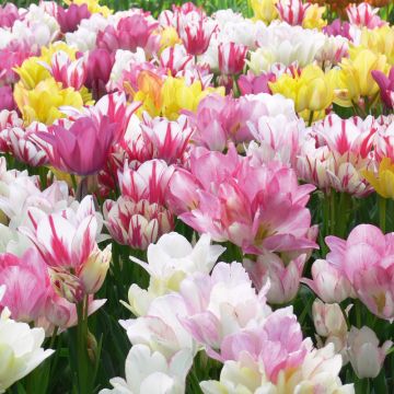 Tulipes pluriflores Mélange Bouquet 