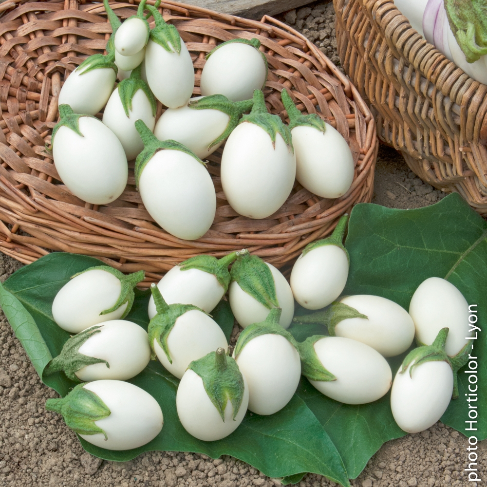 Graines D'aubergine 'Œuf Blanc' - 50 Graines - Variété Ancienne à Fruits Ovales Blancs - Légume De Jardin