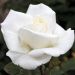 Rosier buisson METROPOLITAN ® Meifaissel