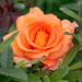 Rosier LOUIS DE FUNES ® Meirestif fleurs