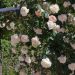 Rosier grimpant MON JARDIN & MA MAISON ® Meichavrin