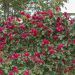 Rosier Grimpant à grandes fleurs Red Eden Rose ® (Eric Tabarly)