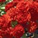 Rosier miniature TILT® SYMPHONIE® Meivraivou