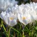 25 Crocus à grandes fleurs Jeanne d'Arc