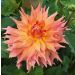 Dahlia Cactus à grandes fleurs Dentelle Eclair
