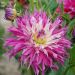 Dahlia Cactus à grandes fleurs Dentelle Arica