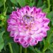 Dahlia décoratif Berlingot