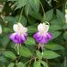 Fuchsia vivace Delta Sarah