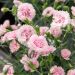 Oeillet anglais Candy Floss, oeillet mignardise ou Dianthus plumarius
