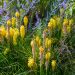 Kniphofia POCO ® Yellow, Tison de Satan jaune