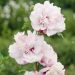 Althéa ou Hibiscus syriacus FRENCH CABARET ® Pastel ‘Mindoub1’