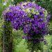 Clématite ou Clematis X Jackmanii