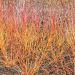 Cornus sanguinea WINTER FLAME ® Anny