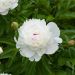 Pivoine lactiflora hybride Festiva Maxima