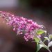 Arbre aux papillons, buddleia ou Buddleja davidii Pink Delight
