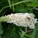 Arbre aux papillons, buddleia ou Buddleja davidii White Profusion