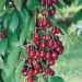 Cerisier nain GARDEN BING ®