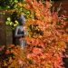 Erable du Japon ou Acer palmatum Orange Dream