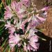 Agapanthe Blush Pink