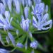 Agapanthe Charlotte