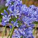 Agapanthe Ever Sapphire
