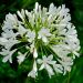 Agapanthe Ever White