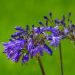 Agapanthe Pitchoune Violet