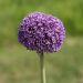 Allium géant Ambassador