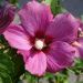 Hibiscus, Althéa Russian Violet II®