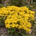 Corbeille d'or à  fleurs jaunes