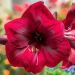 Amaryllis Benfica