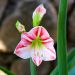 Amaryllis Clown