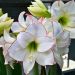 Amaryllis blanc Picotee